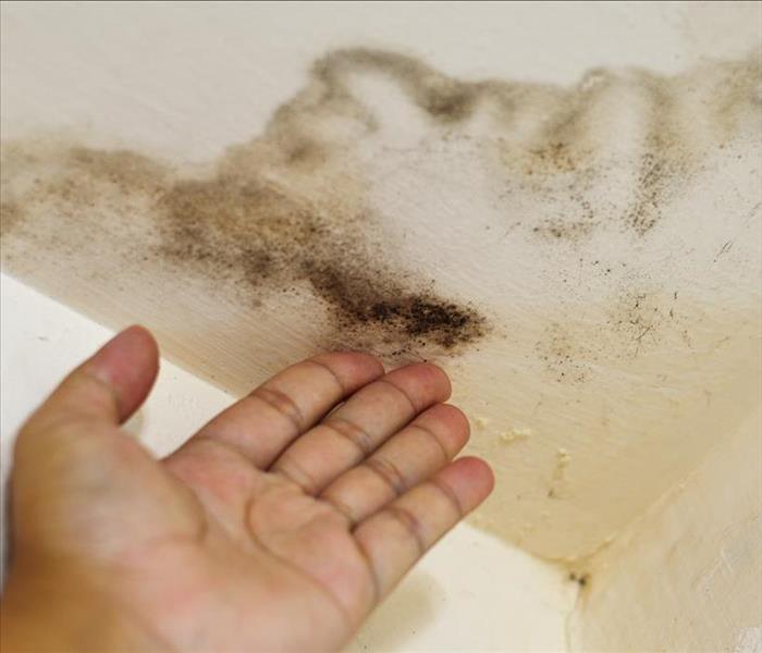 Hand pointing to mold growth on ceiling