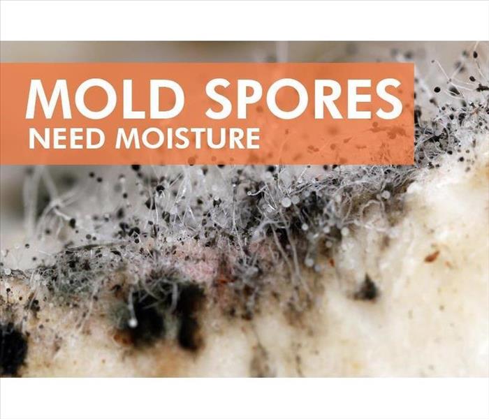 Mold spores on the top of the picture it says MOLD SPORES NEED MOISTURE