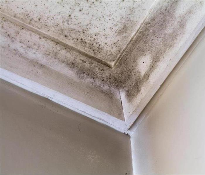 Mold on ceiling.