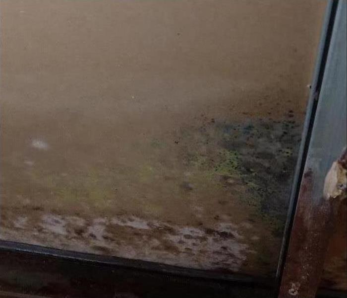 Black and green mold growth on a drywall
