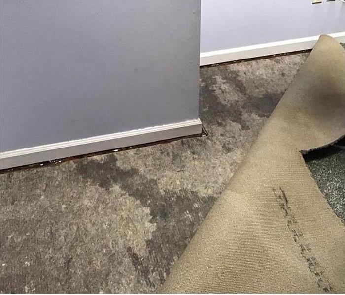 A carpet severely damaged for a water leak. 