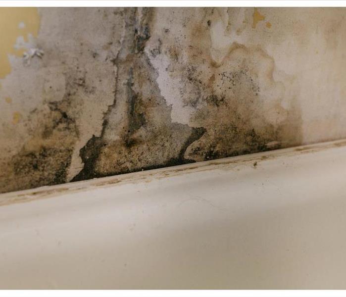 The old wall is covered with mold due to humidity in the room